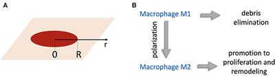 Effective Spatio-Temporal Regimes for Wound Treatment by Way of Macrophage Polarization: A Mathematical Model